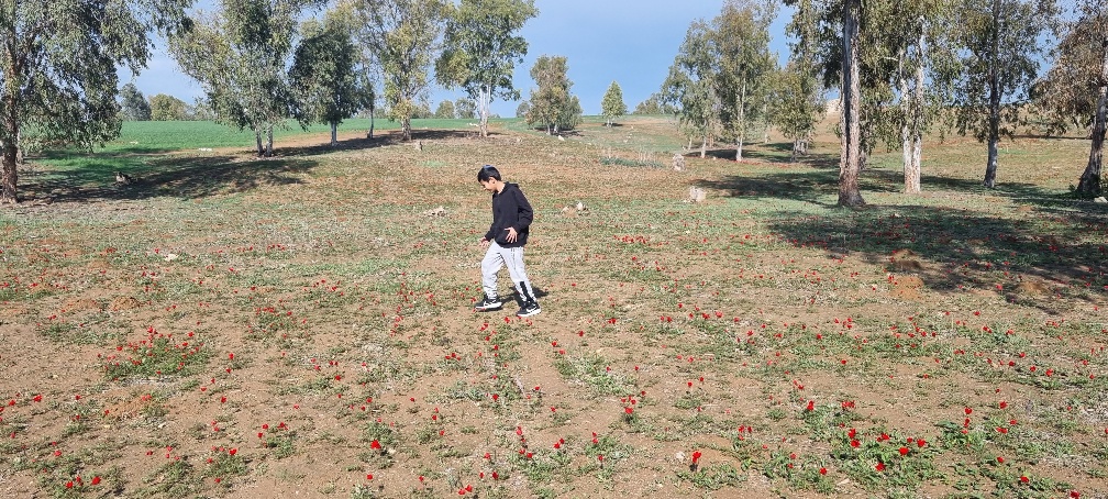 כלניות בבאר מרווה