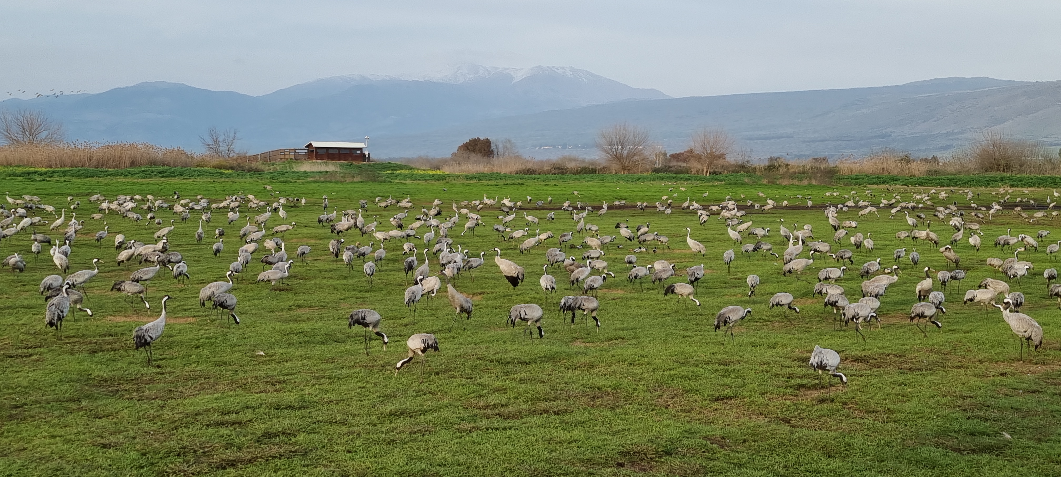 עגורים באגמון